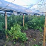 Mitrovicë e Veriut, protestë në mbështetje të Vuçiqit – marrin pjesë edhe zyrtarë të Listës Serbe