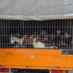 Fatale: Aksident trafiku në Drenas, 49-vjeçari humb jetën