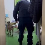 Mustafi: Ligji për të Huajt dhe ai për Automjetet sjellin qartësi ligjore, jo penalizim për shqiptarët e Luginës